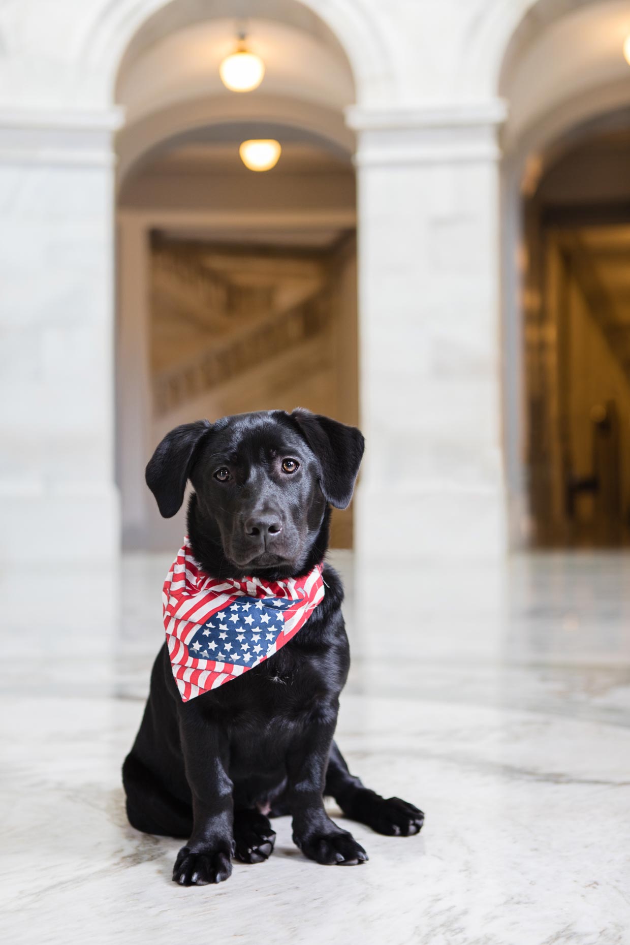 Seneca | Office Dogs of Capitol Hill