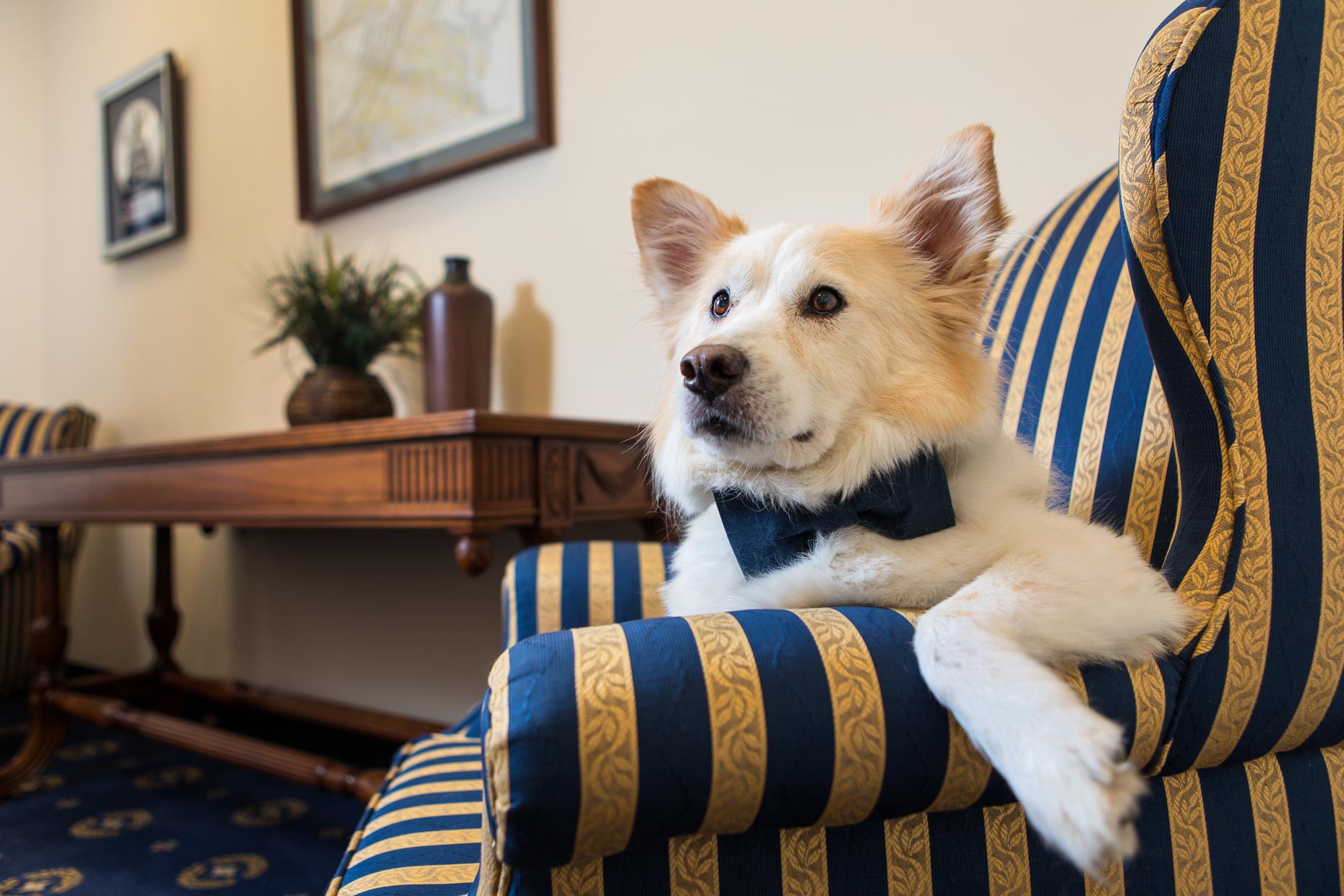 Scobey | Office Dogs of Capitol Hill
