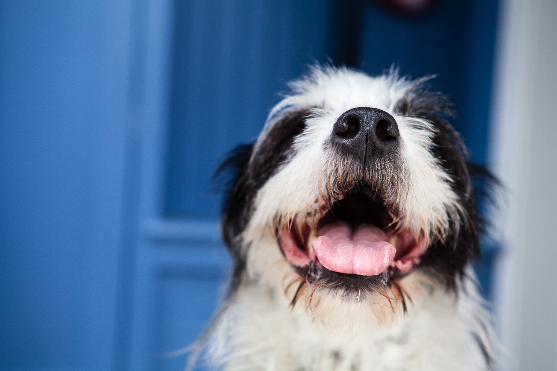 Happy Dog  | Washington DC Lifestyle Dog Photographer
