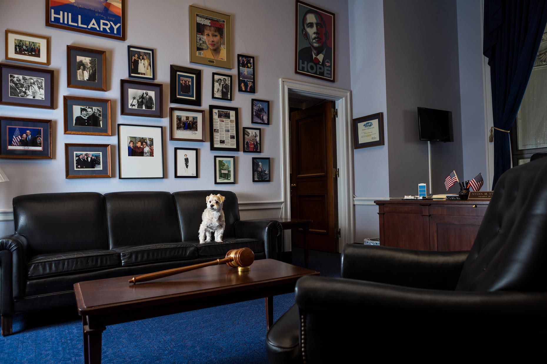 Cricket | Office Dogs of Capitol Hill