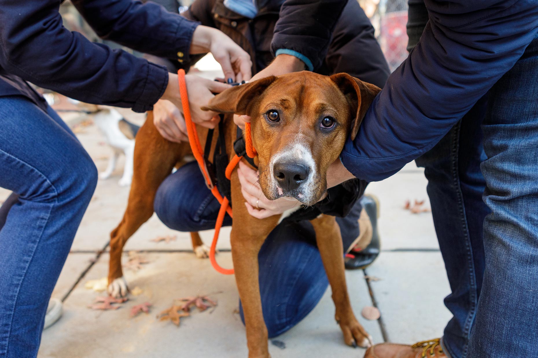 Lifestyle Dog Photographer - Washington DC, VA, MD |  City Dogs Rescue | Hannele Lahti