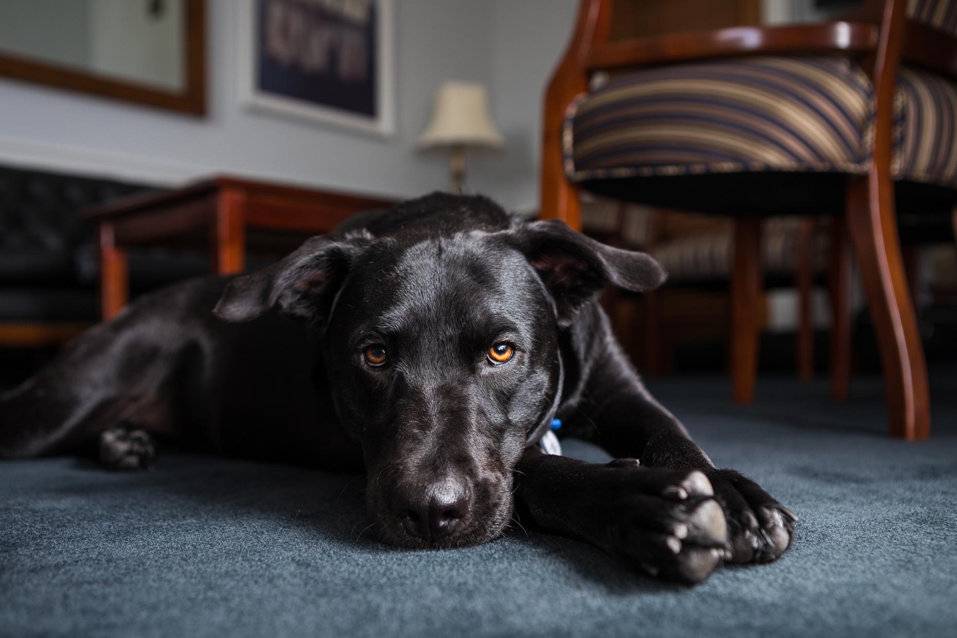 Hattie | Office Dogs of Capitol Hill