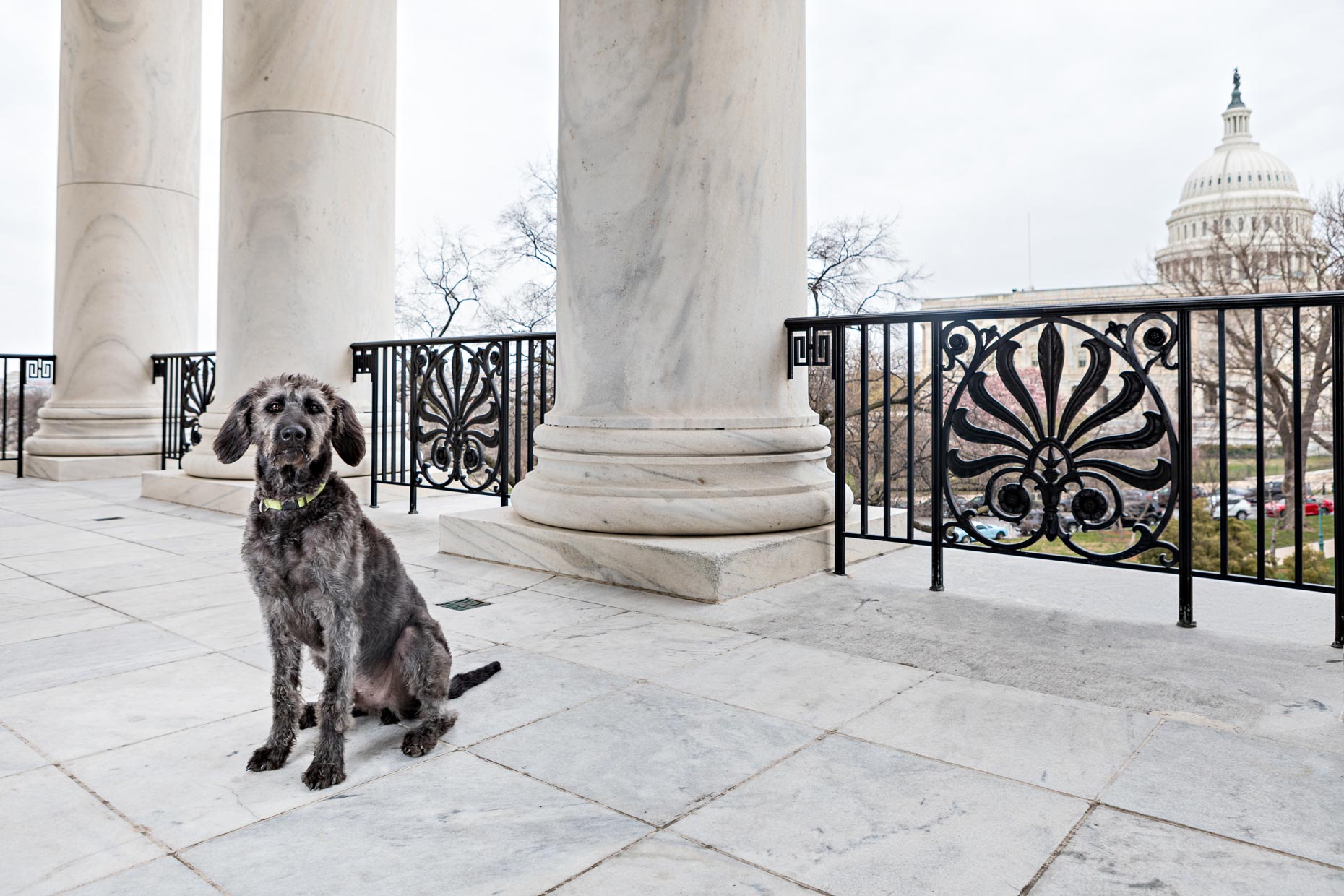 Sully | Office Dogs of Capitol Hill