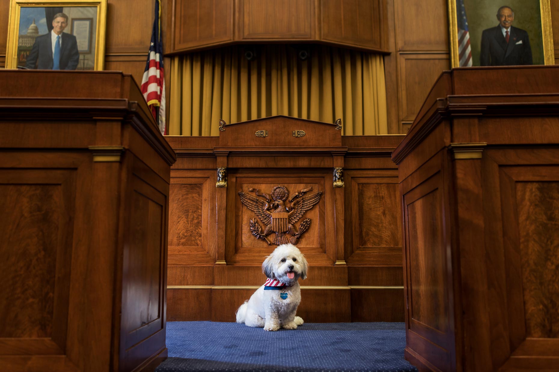 Bently | Office Dogs of Capitol Hill