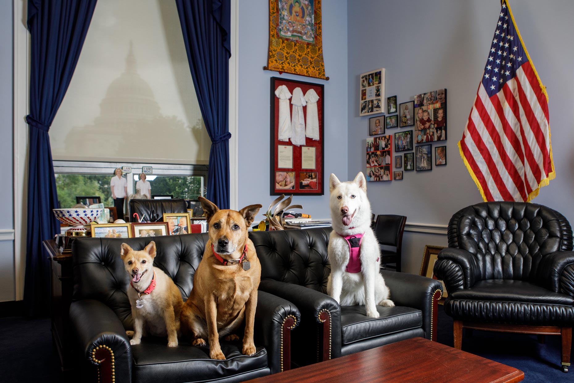 Maya Tessa + Leia | Office Dogs of Capitol Hill