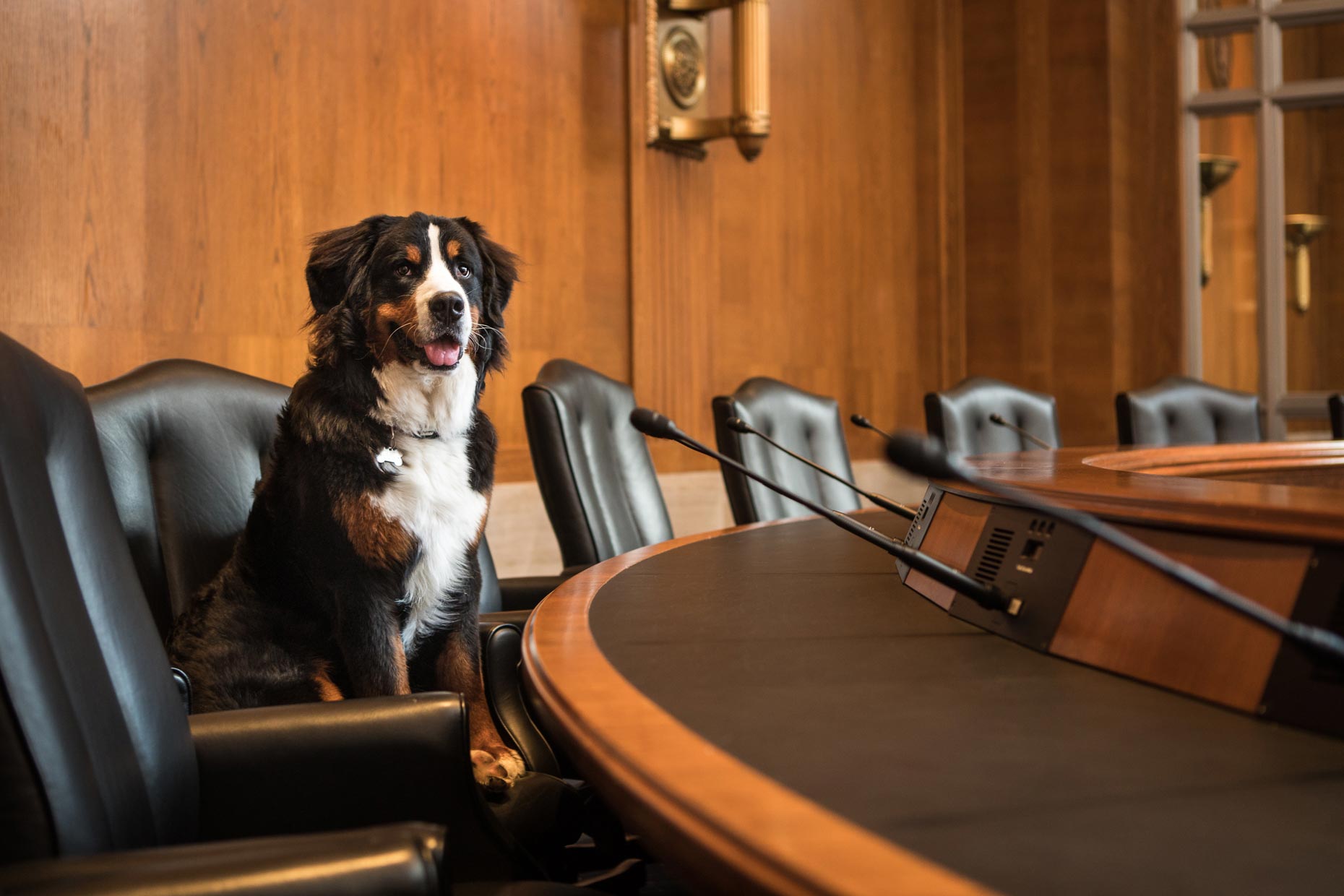 Hugo | Office Dogs of Capitol Hill
