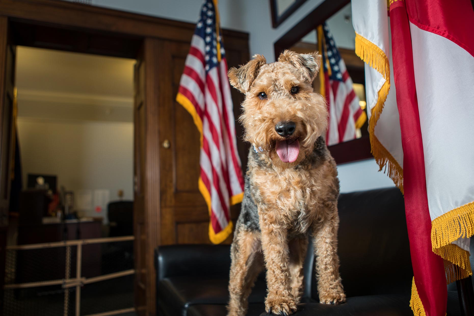 Riggins | Office Dogs of Capitol Hill