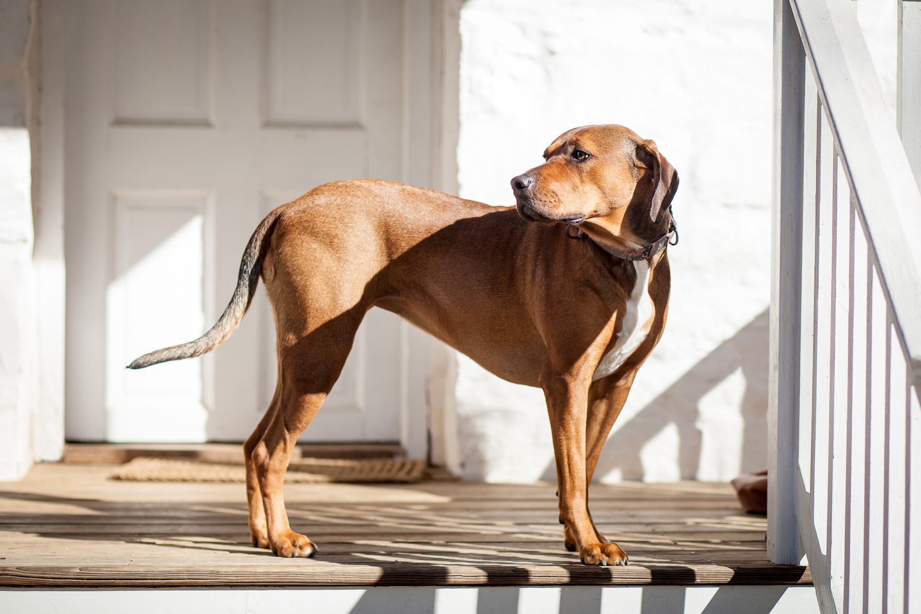 Rescue Dog  | Washington DC Lifestyle Dog Photographer