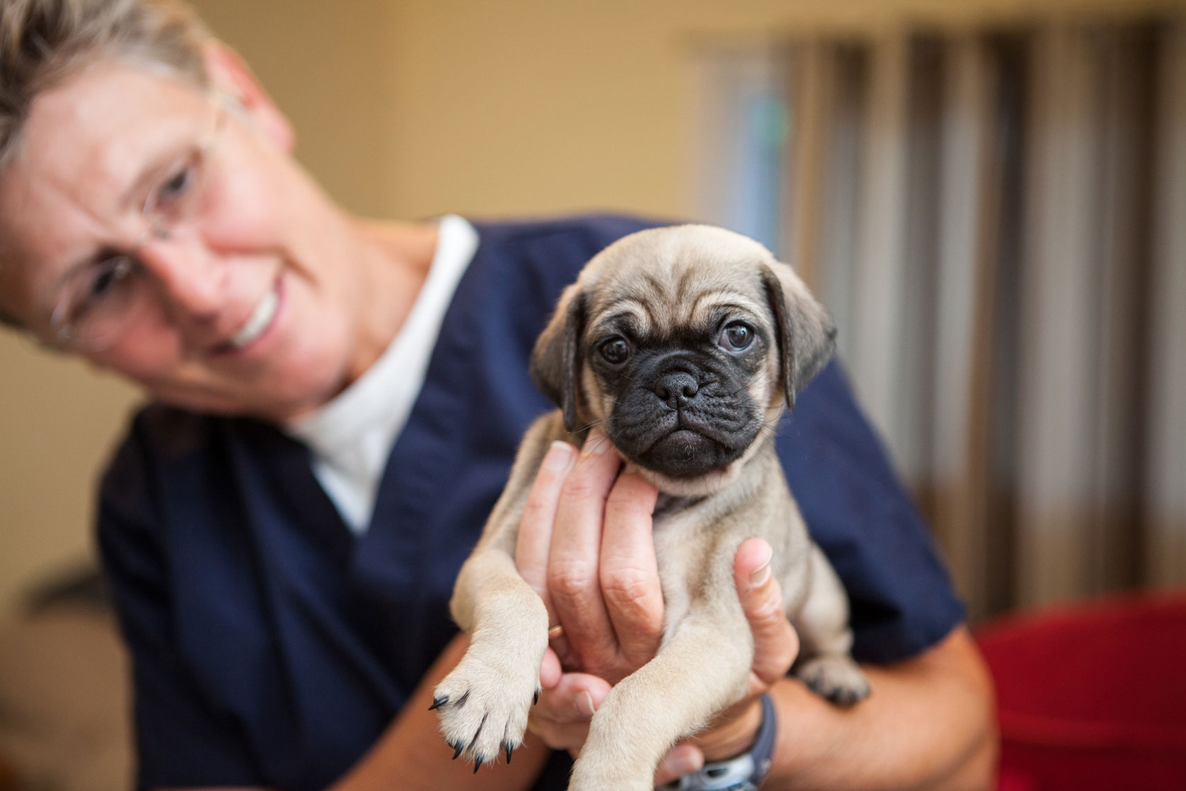 Lifestyle Dog Photographer Washington Dc Va Md City Dogs Rescue Hannele Lahti