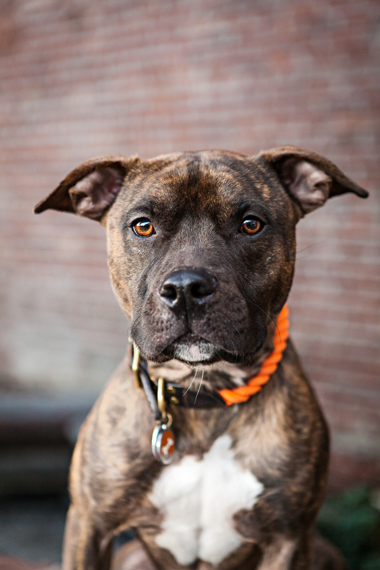 Pittie Portrait  | Washington DC Lifestyle Dog Photographer