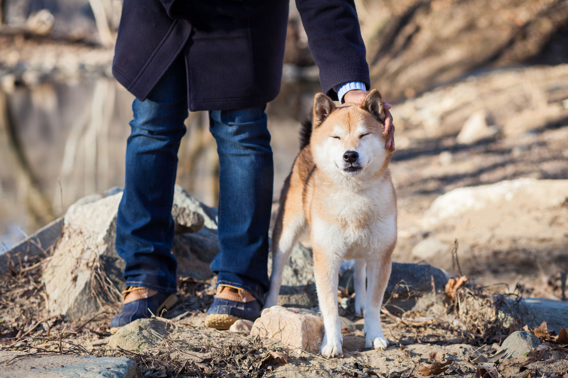 Shiba Inu | Washington DC Lifestyle Dog Photographer | C&O Canal 