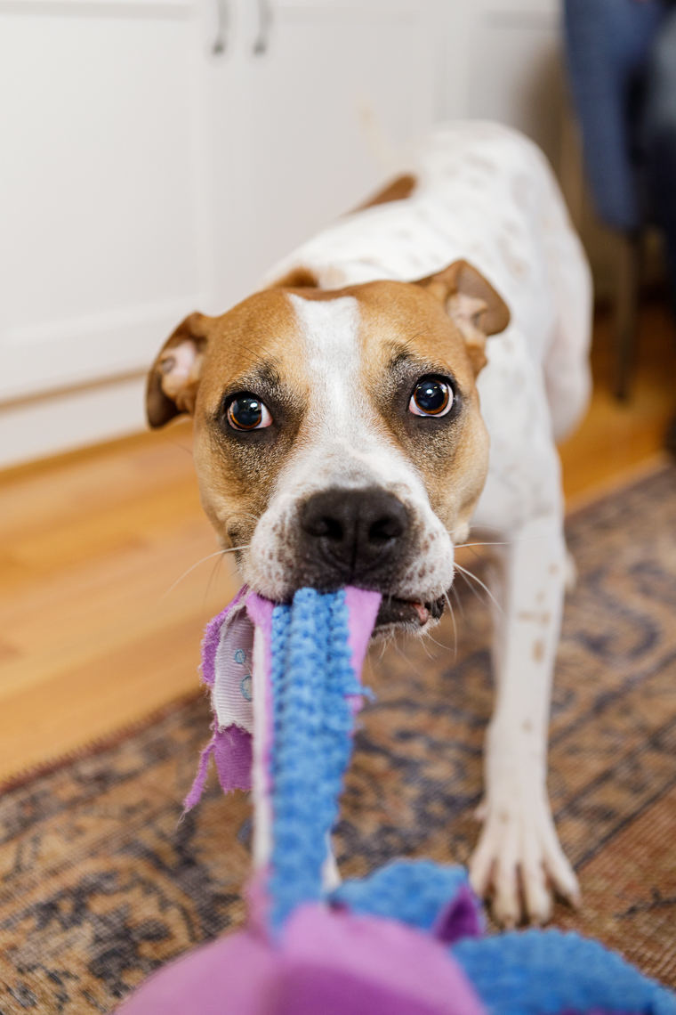 Tug  | Washington DC Lifestyle Dog Photographer | At home with dogs