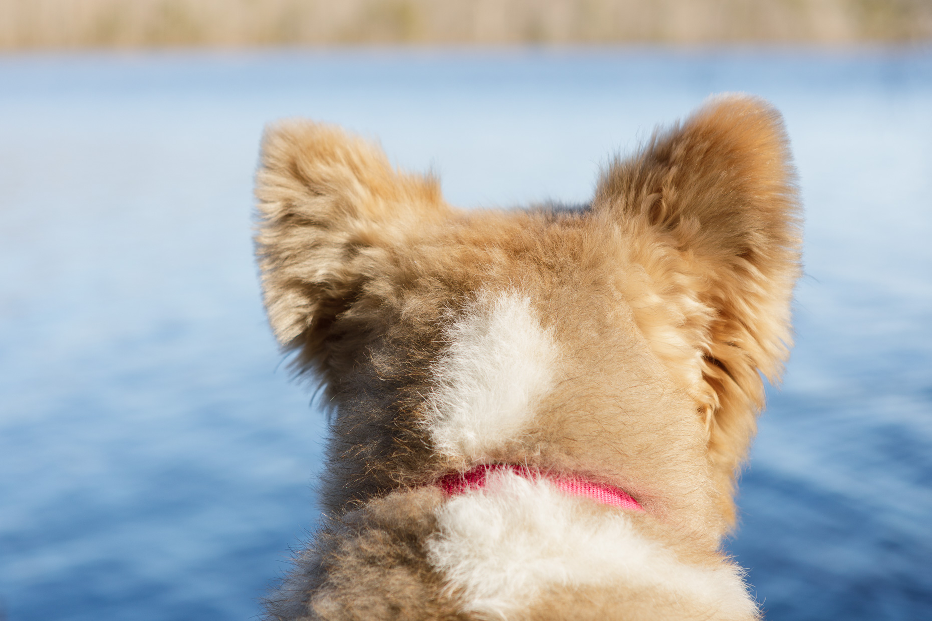 Thoughtful Dogs  | Washington DC Lifestyle Dog Photographer | Burke Lake Park