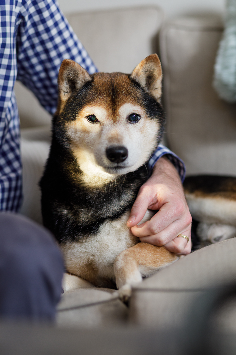 Shiba Inu | Washington DC Lifestyle Dog Photographer