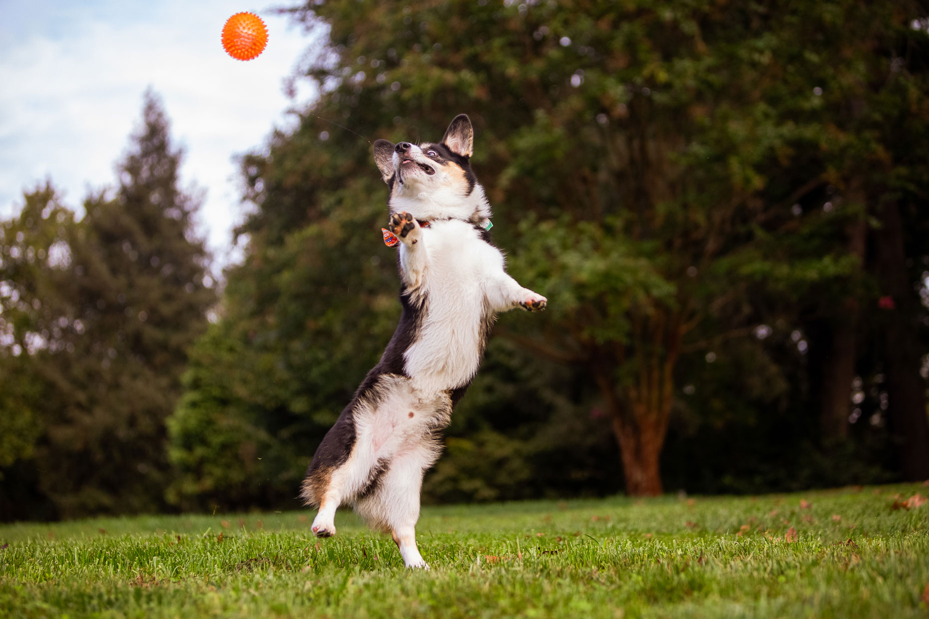 Jumping Corgi | Washington DC Dog Photographer