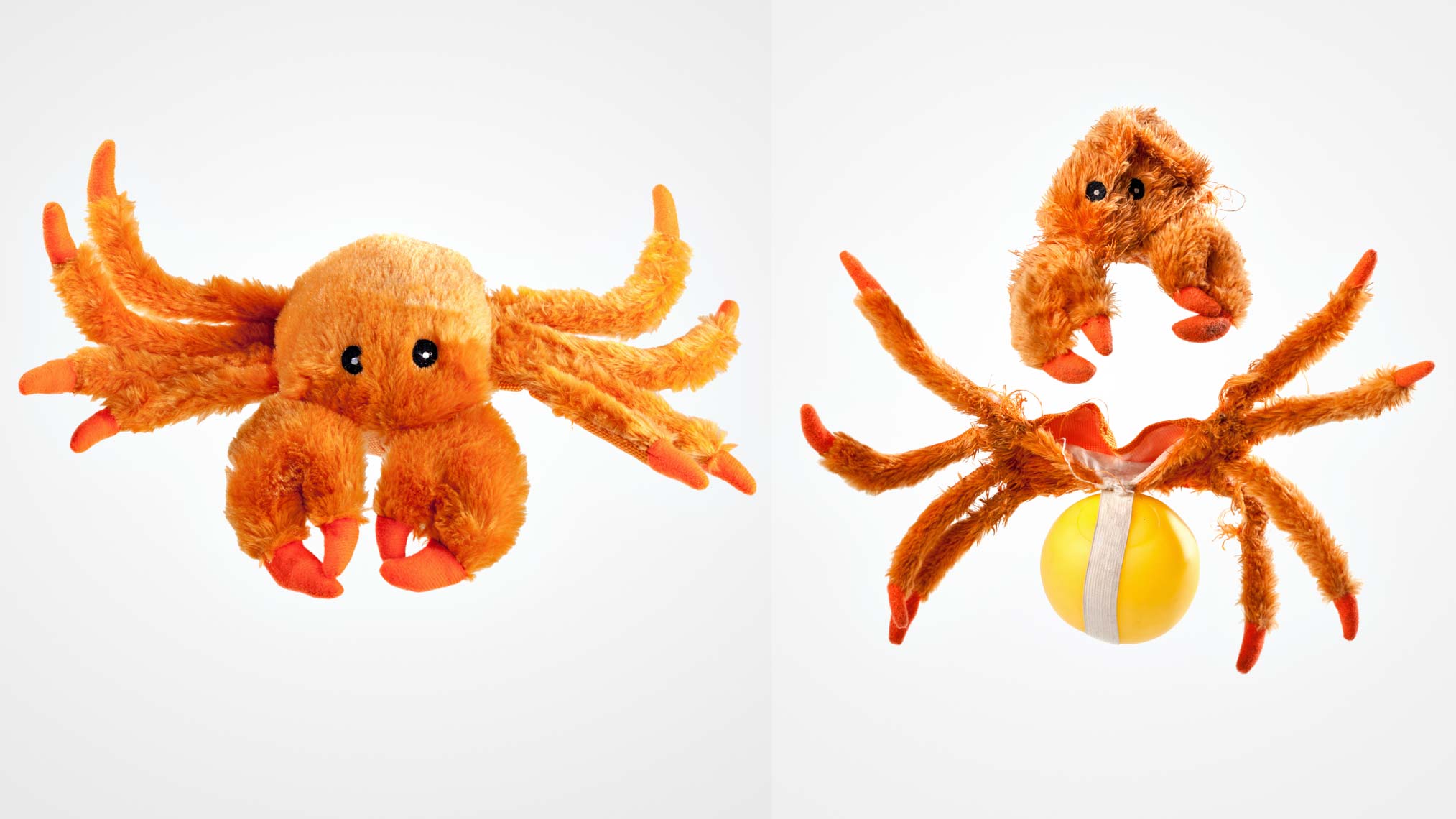 Crabby the Crab :: Commercial + Documentary Dog Photographer - Washington DC, VA, MD 