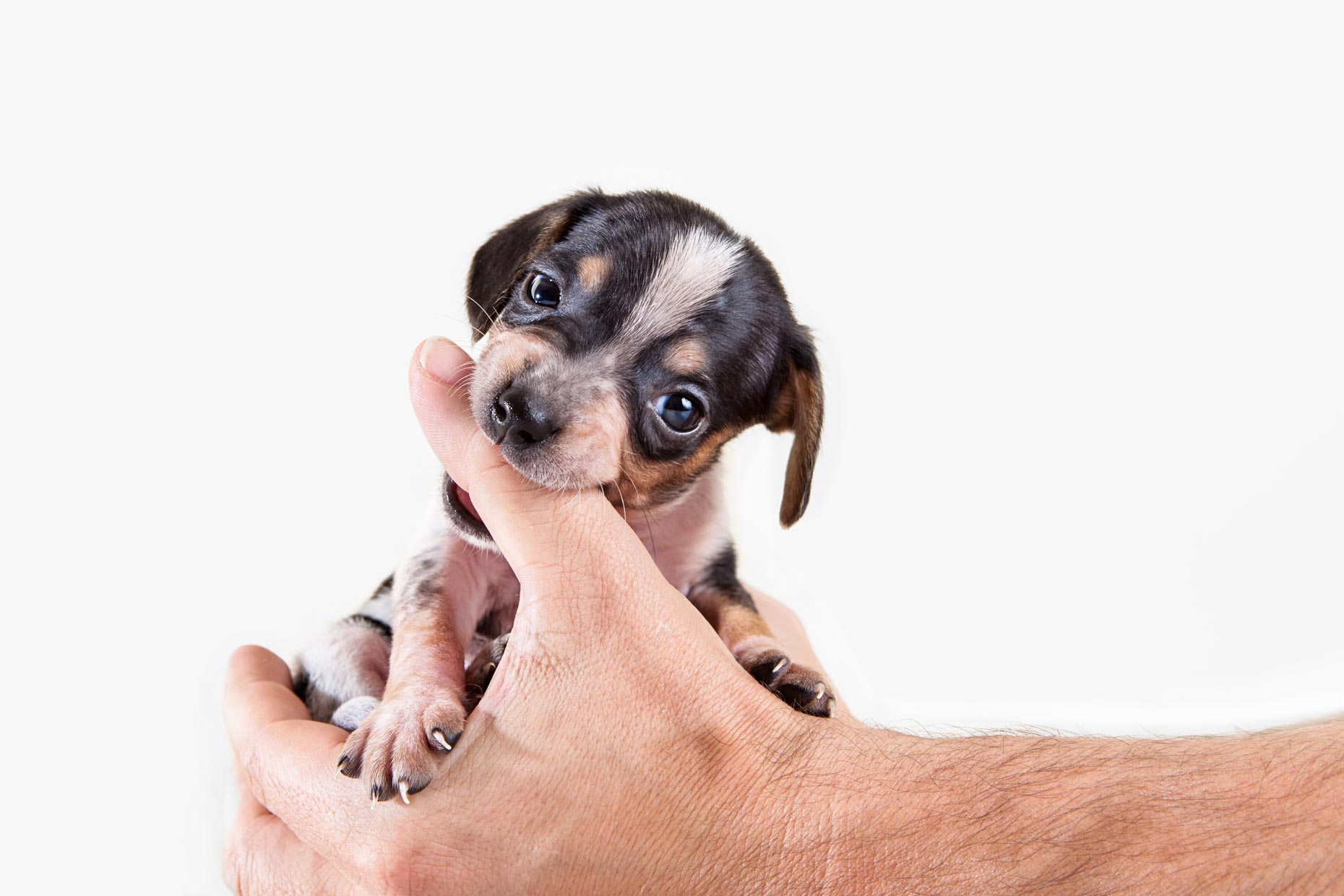 Puppy Eats Hands | Commercial + Lifestyle Dog Photographer | Hannele Lahti