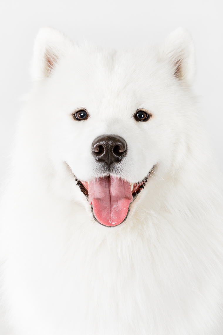 Samoyed  | Washington DC Lifestyle Dog Photographer | Studio Portrait