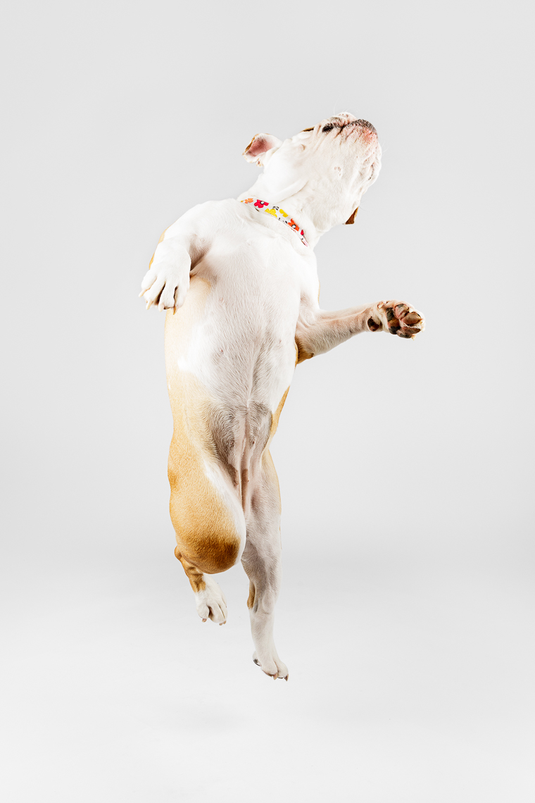 Jumping Bulldog | Washington DC Lifestyle Dog Photographer | Studio Session