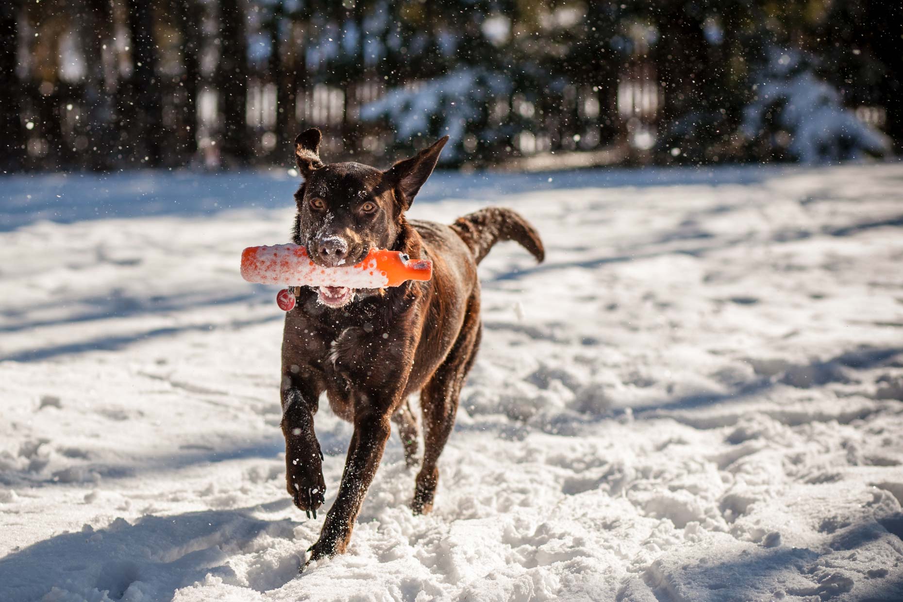 Chocolate Lab in Maine | Washington DC Lifestyle Dog Photographer