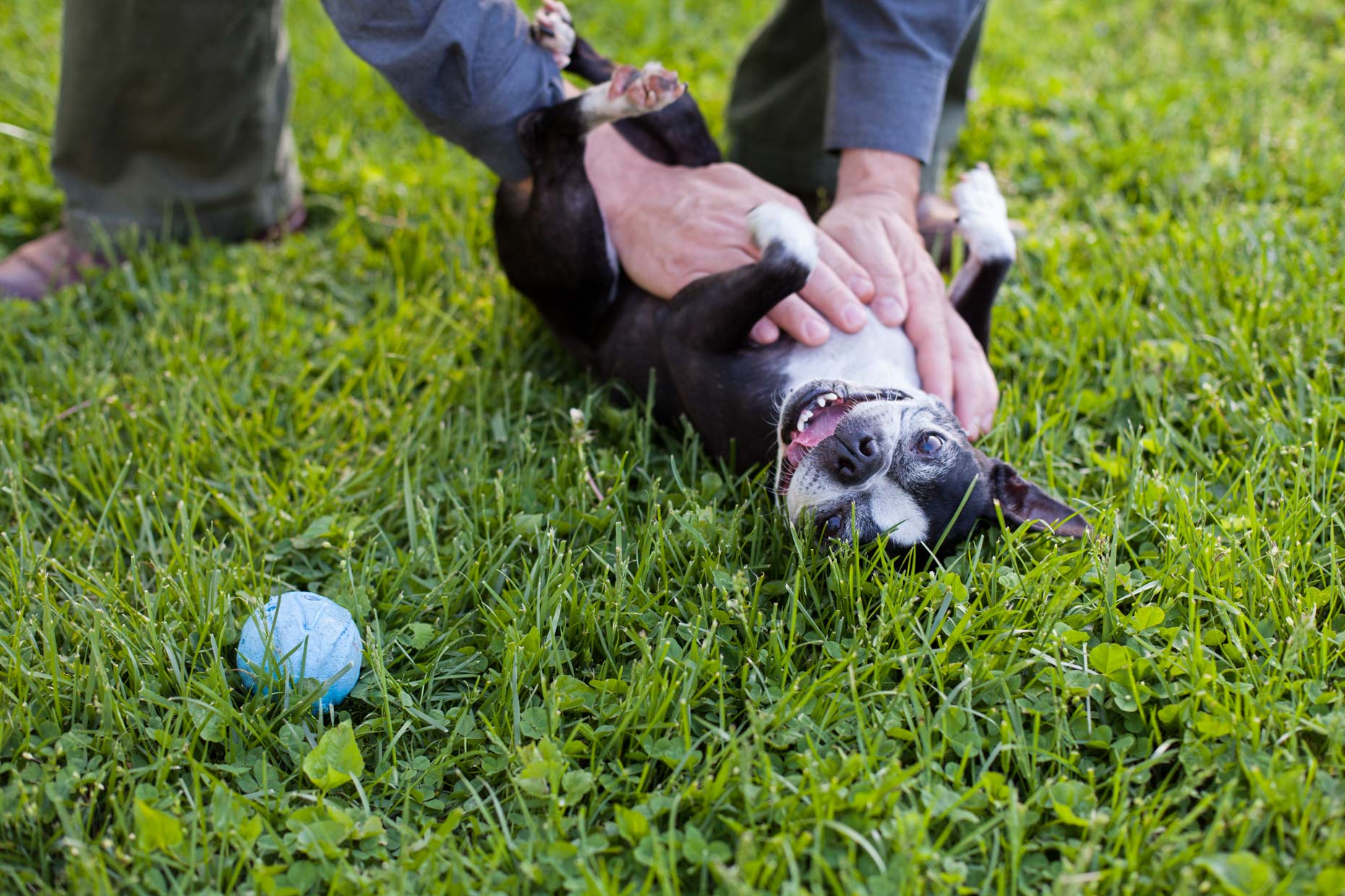 Boston Terrier:  Lifestyle + Documentary Dog Photographer - Washington DC