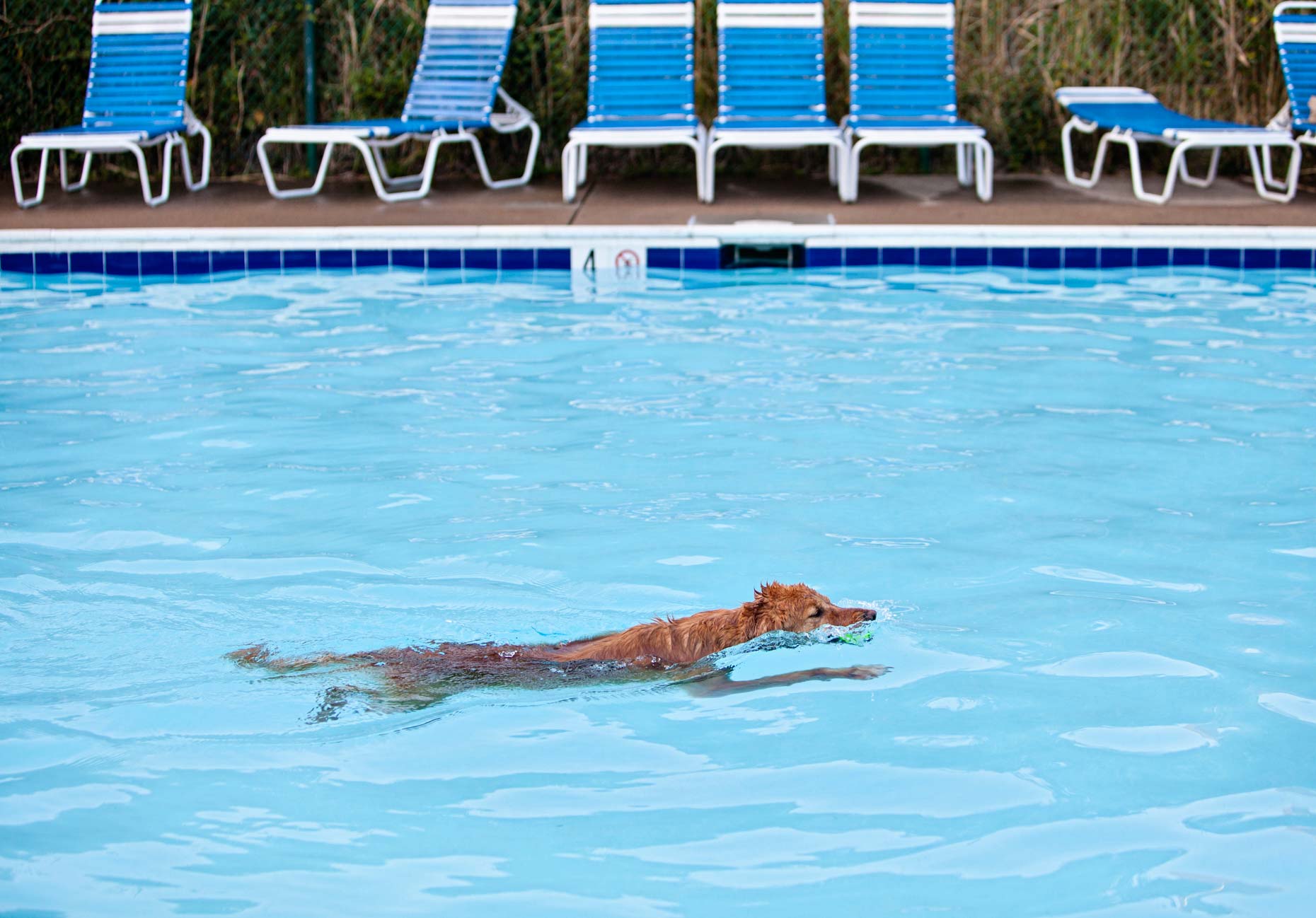 Pool Dog in Virginia |  Washington DC Lifestyle Dog Photographer
