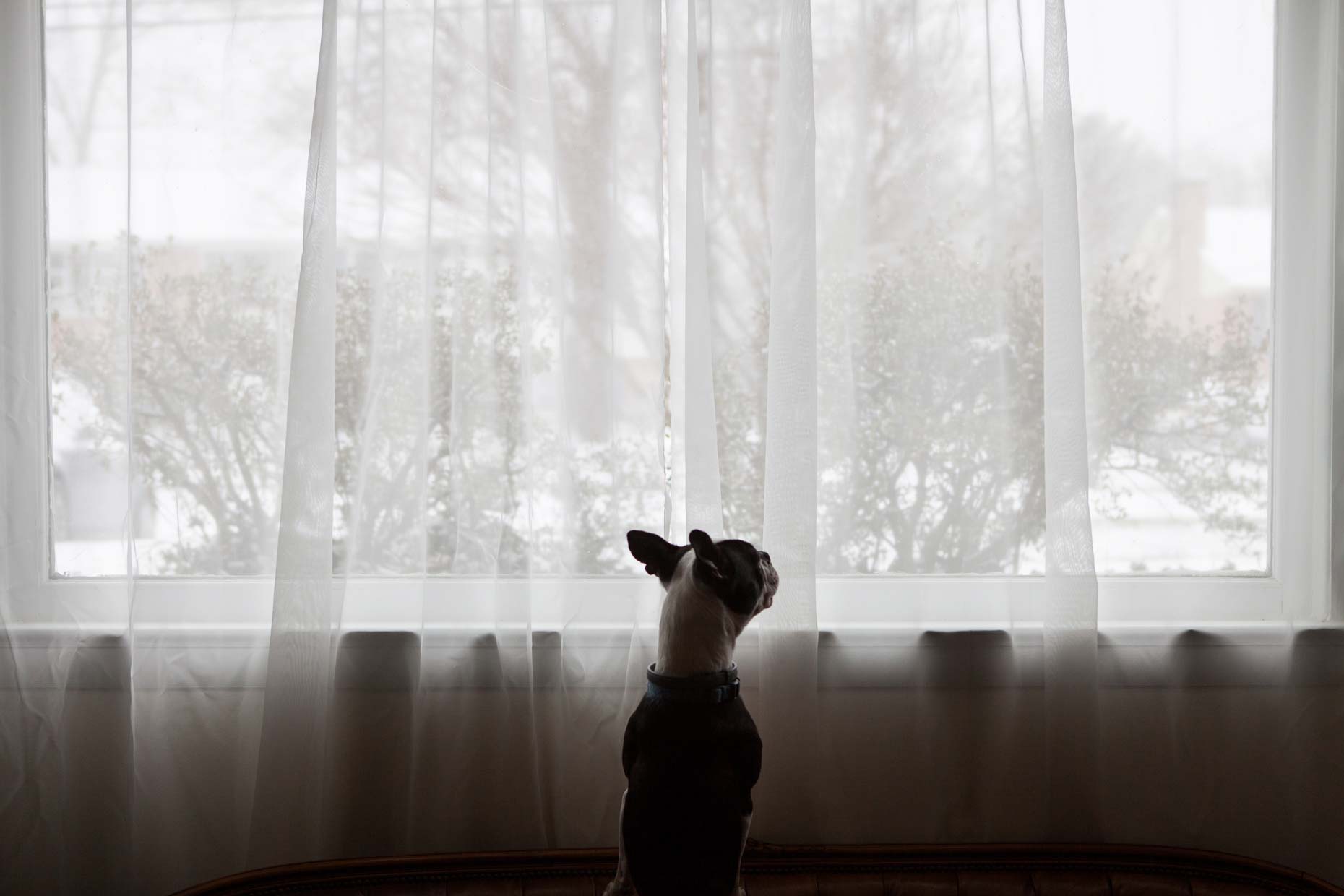 Boston Terrier | Lifestyle + Documentary Dog Photographer | Hannele Lahti
