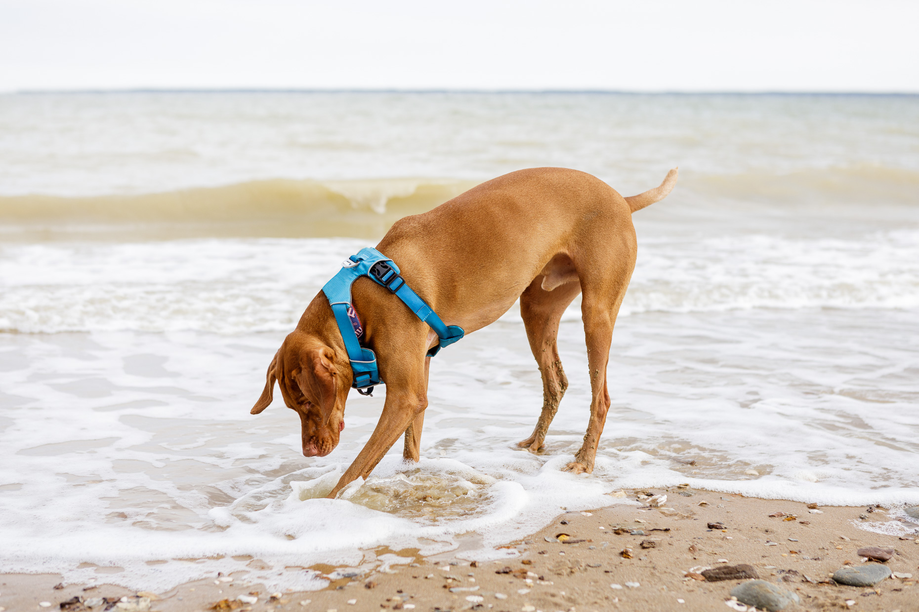 Vizsla at Calvert Cliffs State Park