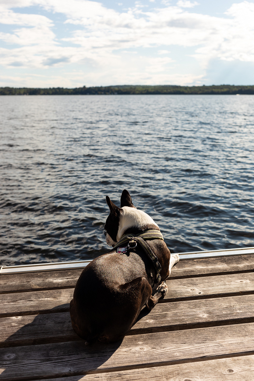 SummerDays | Maine Lifestyle Dog Photographer | Boston Terrier