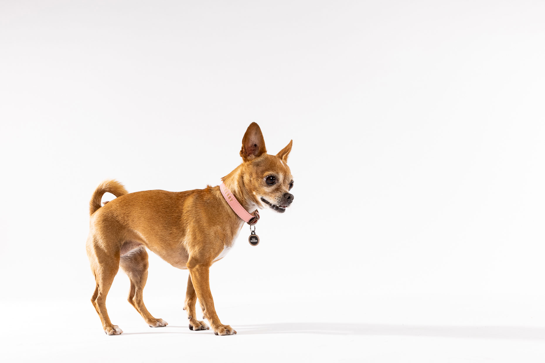 Chihuahua | Washington DC Dog Photographer | Studio Portrait