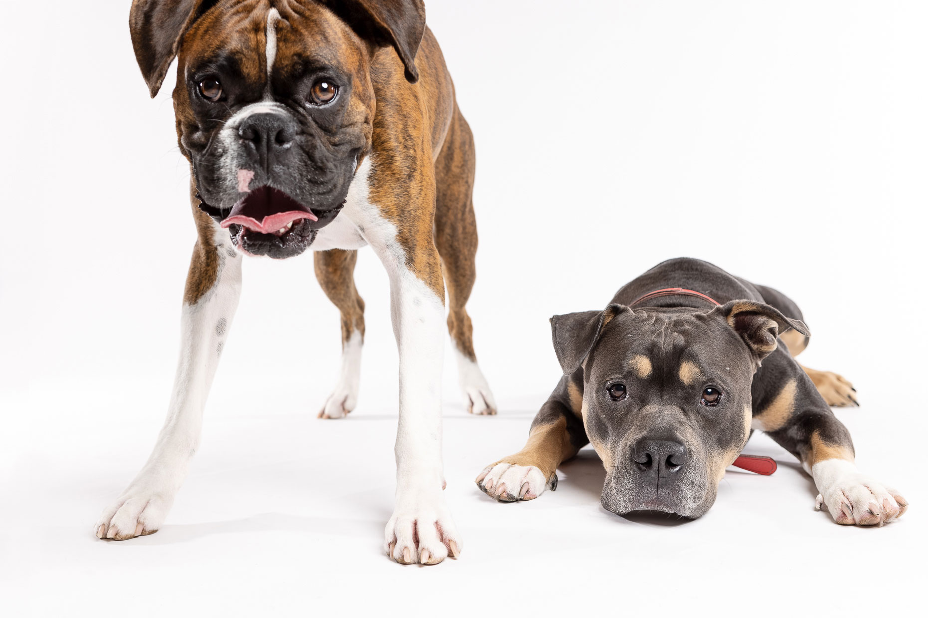 Dog Siblings | Washington DC Dog Photographer | Studio Portrait