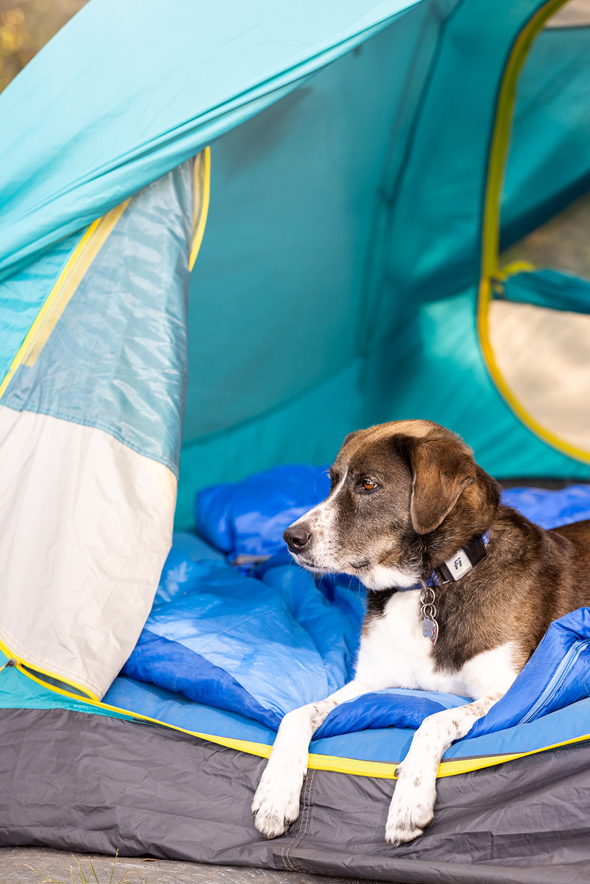Camping with Dogs | Washington DC Lifestyle Dog Photographer | Hannele Lahti