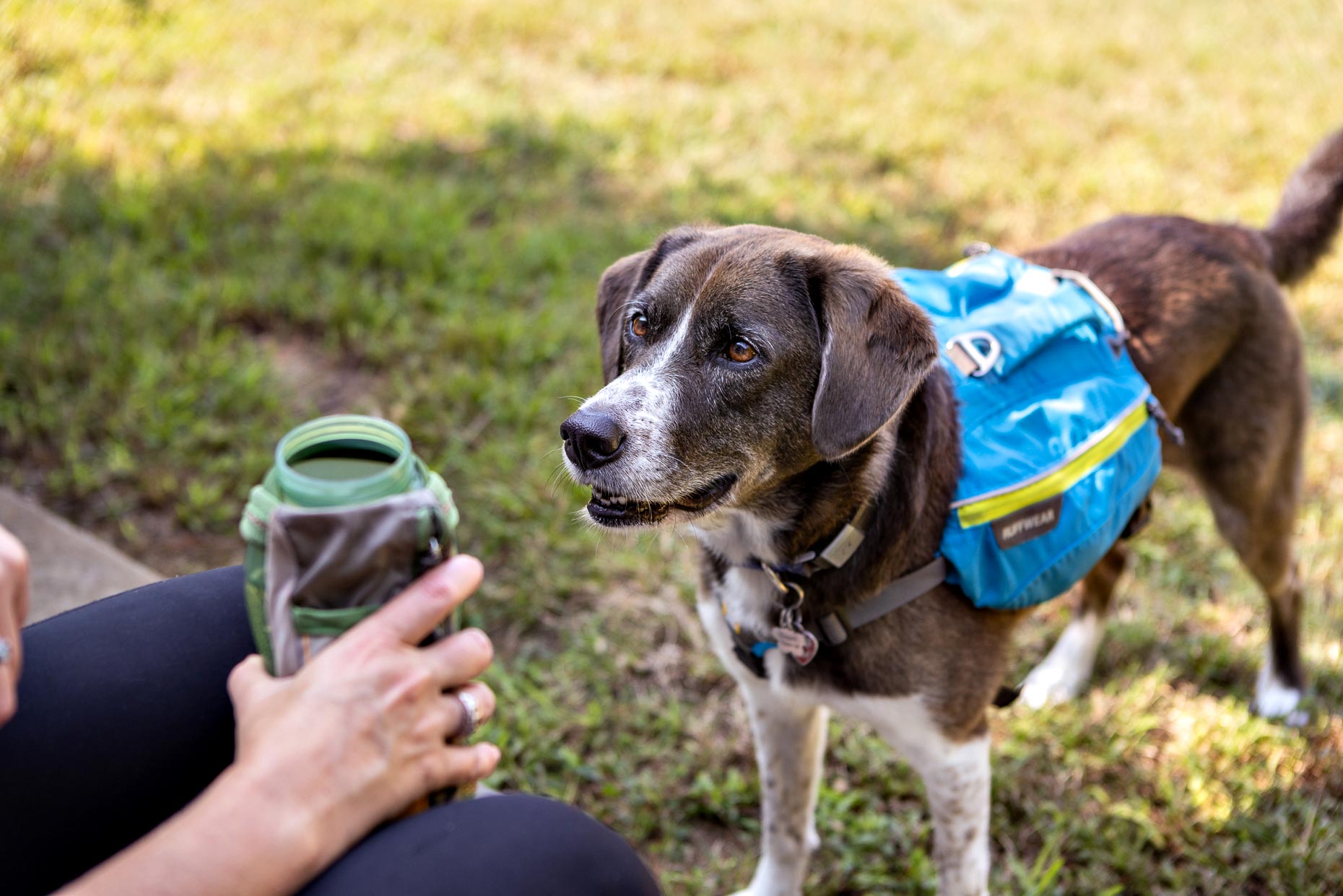 Camping with Dogs | Washington DC Lifestyle Dog Photographer | Hannele Lahti