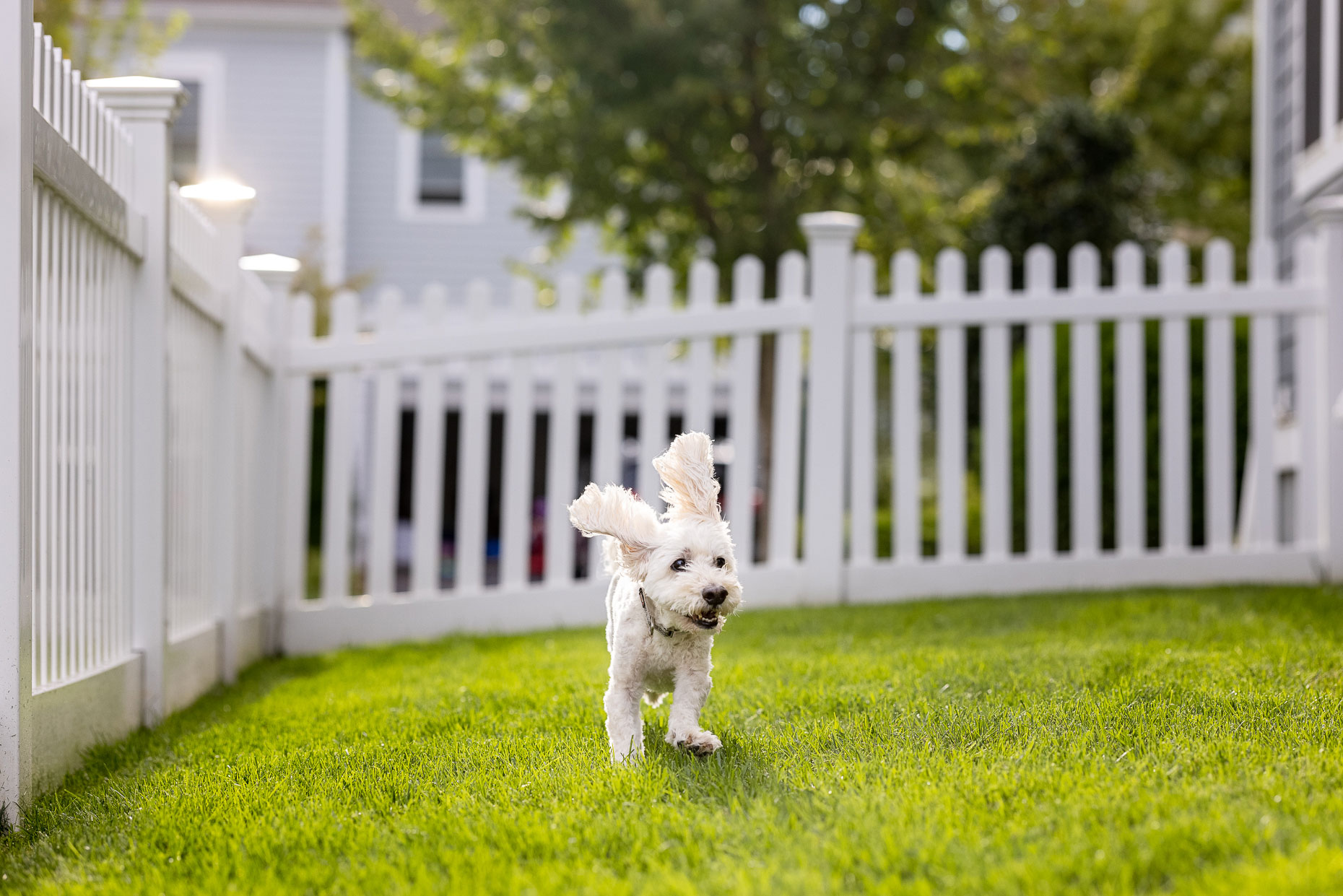 Backyard fun | Washington DC Dog Photographer
